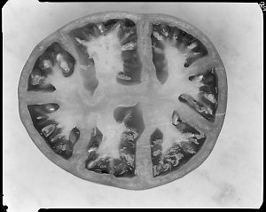 File 11: Tomato - cross section, BW + colour, 1970s / p...