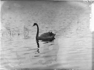 Black swan on a lake at Kensington