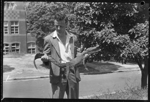 Mr Eric Worrell with caught crocodile, 4 February 1948 ...