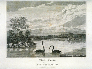 Black Swans. / of / New South Wales