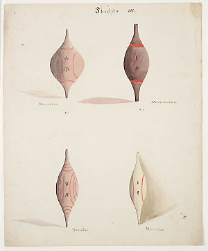 [Drawings of Australian Aborigines and objects of mater...