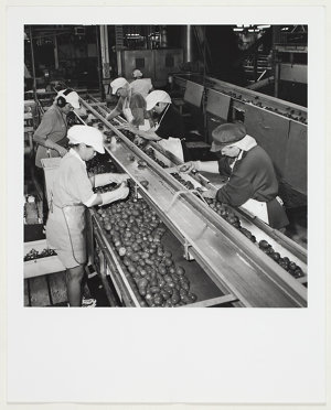 Cowra Export Packers Co-Operative Ltd, vegetable canner...