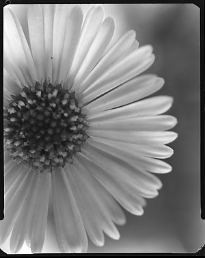 File 01: Grass tree, native daisy, October 1964 / photo...