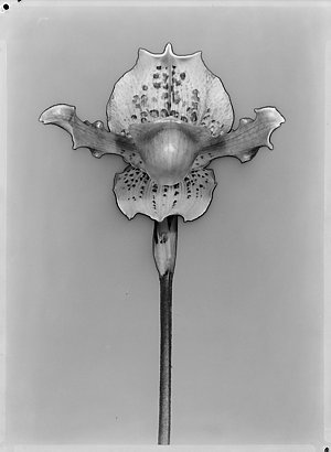 File 11: Orchid, solarised, 1937 / photographed by Max ...