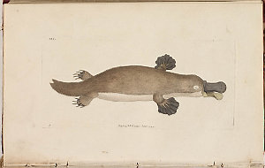 The naturalist's miscellany - Platypus Anatinus, June 1...