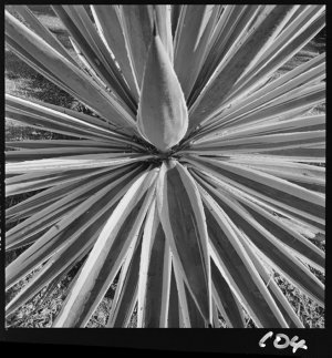 File 06: Pandanus roots, 1988 / photographed by Max Dup...