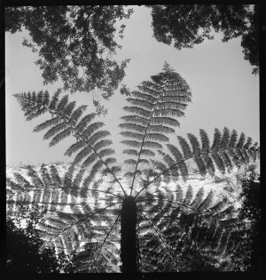 File 38: [Tree fern], 1950s / photographed by Max Dupai...