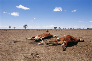 Collection 1: Country life & drought in western NSW, 20...