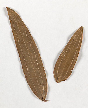 Leaves from Botany Bay used as tea