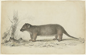 [An opossum of Van Diemen's Land], 1777 / drawn by John...