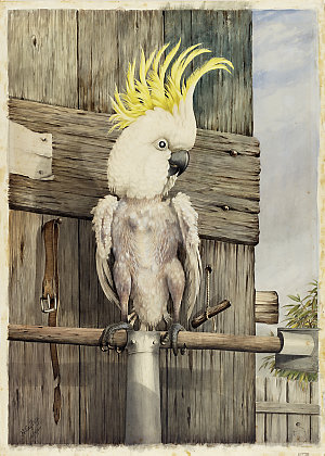 Crested white cockatoo, 1884 / Neville Henry Peniston C...