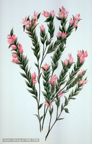 Boronia serrulata, ca. 1830 / probably by Lady Elizabet...