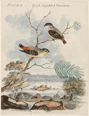 Pipra, M. & F. Speckled Manakins, 1806 / George Prideau...
