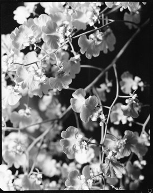 File 25: Daly's orchid, 1966 / photographed by Max Dupa...
