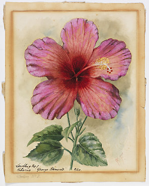 Seedling no. 1, Hibiscus "George Harwood", 1902 / drawn...