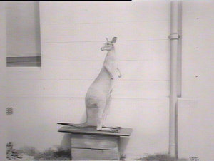 Kangaroo (stuffed specimen), Museum, Sydney