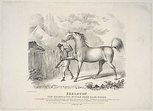 Skeleton. / The Celebrated entire Irish race horse .......