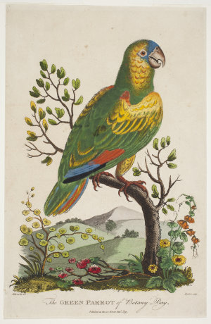 The Green Parrot of Botany Bay, 1 March 1797 / drawing ...