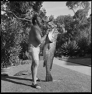 File 03: Blue groper at Kims Camp, 1960s / photographed...