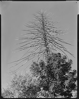 File 24: Dead Norfolk Pine tree, 1950s-1960s / photogra...