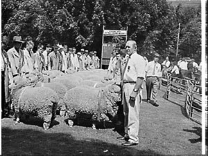 Sheep Show 1965, Sydney Showground