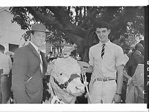 Cattle, Royal Easter Show 1965, Sydney Showground