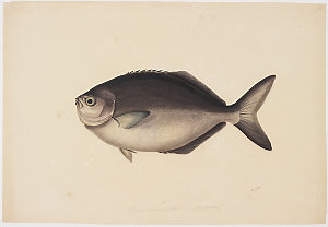 Volume 07: Natural history drawings of fish, ca. 1839-1...
