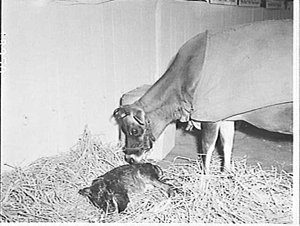 Jersey cow washing her newborn calf, Royal Easter Show ...