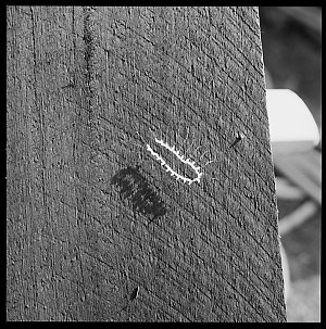 File 05: Tree ferns at Castlecrag, close ups, still lif...