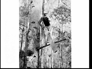 Champion tree-feller and axesman Vic Summers, Gympie