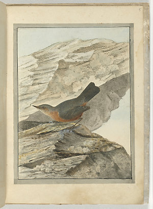 [Three hand coloured bird etchings by J. W. Lewin]