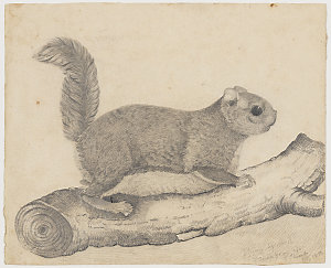 Volume 04: Natural history drawings of marsupials, rept...