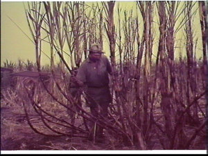 Sugar cane firing, northern NSW or Queensland (?)
