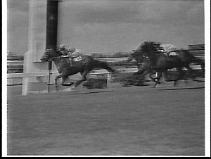 Finish of a race, Golden Slipper Stakes Day, 1959, Rose...
