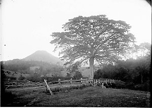 Figtree, from which the village of Figtree, South Coast...