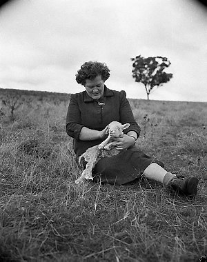 Evicted "Mrs. Stayput" [i.e. Jones] nursing a lamb in a...
