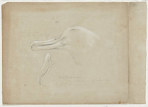 Oswald W.B. Brierly : [studies of birds, fish, and plan...