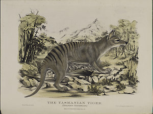 The mammals of Australia / illustrated by Harriett Scot...