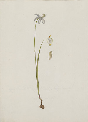 Item 13: [Caladenia alba], ca.1797