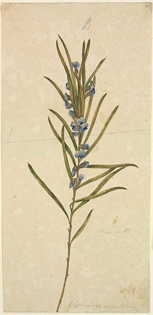 Botanical drawings, pre-1807 / J.W. Lewin