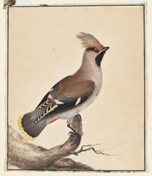 [Bohemian waxwing - Bombycilla garrulus], 1797 / by J. ...