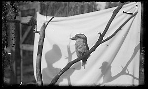Birds, ca. 1911-1929