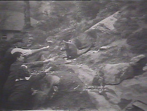 Feeding wallabies at Jenolan Caves, NSW