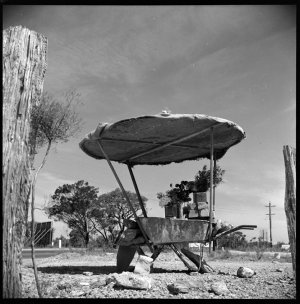 File 02: Vegetable stall, Mona Vale, 30s / photographed...