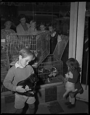 File 09: Pet shop (Crows Nest), December 1960 / photogr...