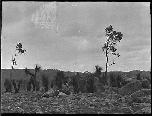 Rocky landscape with grasstrees, A.C.T.