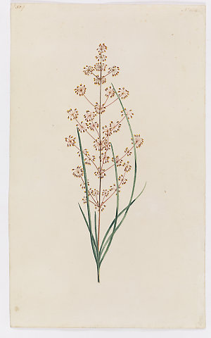 Collection 24: Australian flowers, 1787-1799 / possibly...