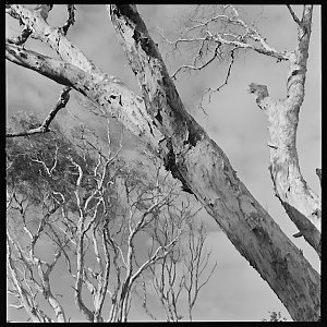 File 24: Branches of a tree, 1987 / photographed by Max...