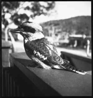 File 26: Kookaburra at rest, [ca 1940-1950] / photograp...