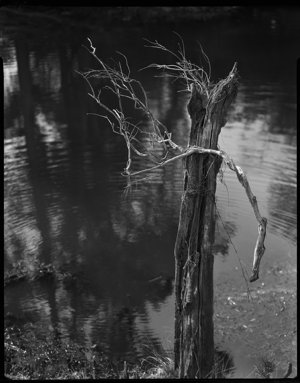 File 16: Reflections - dead trees, fence post, 1968 / p...